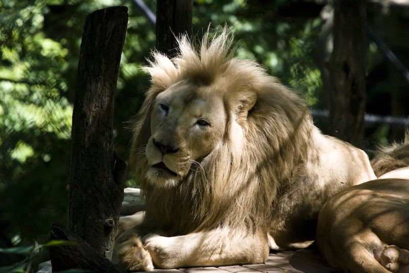 IMAGE: http://i38.photobucket.com/albums/e101/tedbalog/Cincinnati%20Zoo/20080817-IMG_1316.jpg