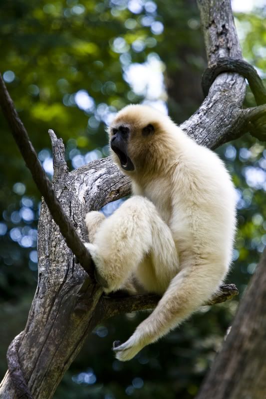 IMAGE: http://i38.photobucket.com/albums/e101/tedbalog/Cincinnati%20Zoo/20080817-IMG_1355.jpg