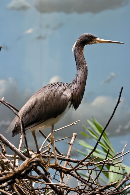 IMAGE: http://i38.photobucket.com/albums/e101/tedbalog/Cincinnati%20Zoo/20080817-IMG_1400.jpg