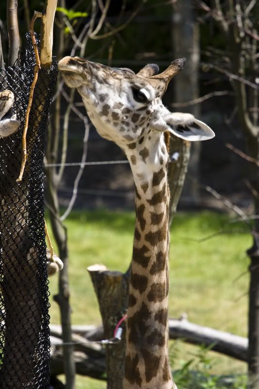 IMAGE: http://i38.photobucket.com/albums/e101/tedbalog/Cincinnati%20Zoo/20080817-IMG_1444.jpg