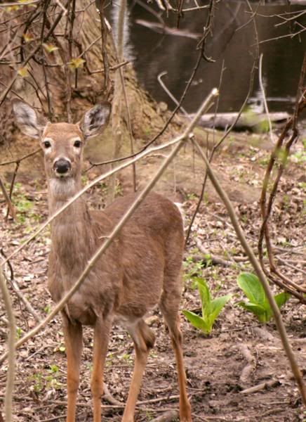 IMAGE: http://i38.photobucket.com/albums/e102/Parmcat/BirdsandDeer008-croppedMedium.jpg