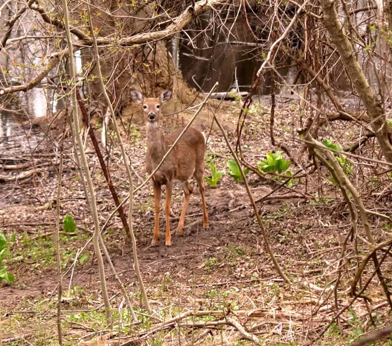 IMAGE: http://i38.photobucket.com/albums/e102/Parmcat/BirdsandDeer010-croppedMedium.jpg