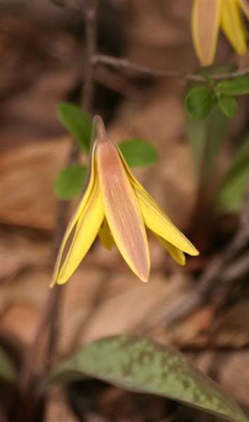 IMAGE: http://i38.photobucket.com/albums/e102/Parmcat/BirdsandDeer055-fix2Medium.jpg