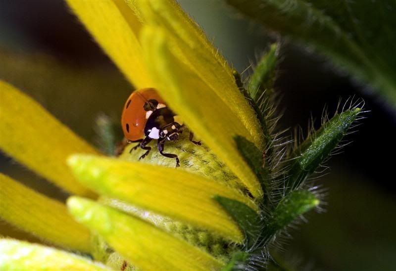 IMAGE: http://i38.photobucket.com/albums/e102/Parmcat/FlowerGarden1Medium.jpg