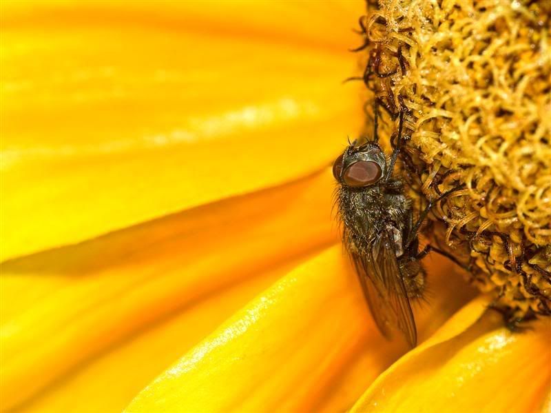 IMAGE: http://i38.photobucket.com/albums/e102/Parmcat/FlowerGarden4Medium.jpg