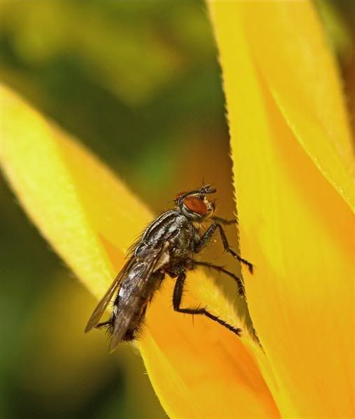 IMAGE: http://i38.photobucket.com/albums/e102/Parmcat/FlowerGarden5Medium.jpg