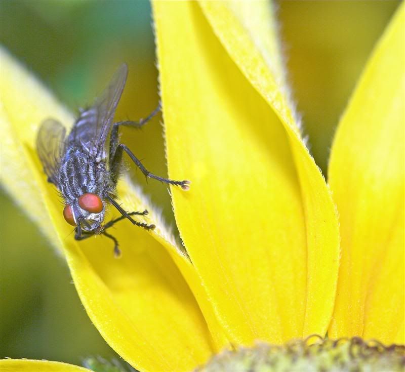 IMAGE: http://i38.photobucket.com/albums/e102/Parmcat/FlowerGarden6Medium.jpg