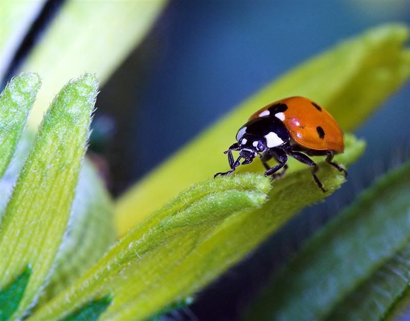 IMAGE: http://i38.photobucket.com/albums/e102/Parmcat/FlowerGarden7Medium.jpg