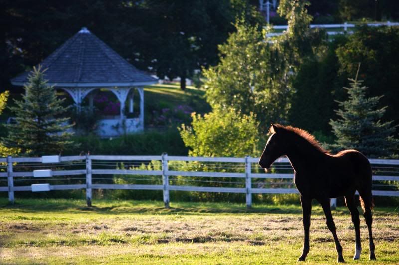 IMAGE: http://i38.photobucket.com/albums/e102/Parmcat/IMG_5385.jpg