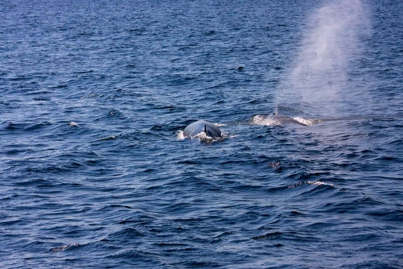 IMAGE: http://i38.photobucket.com/albums/e102/Parmcat/IMG_6452.jpg