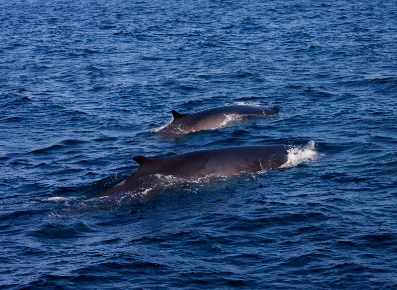 IMAGE: http://i38.photobucket.com/albums/e102/Parmcat/IMG_6510.jpg