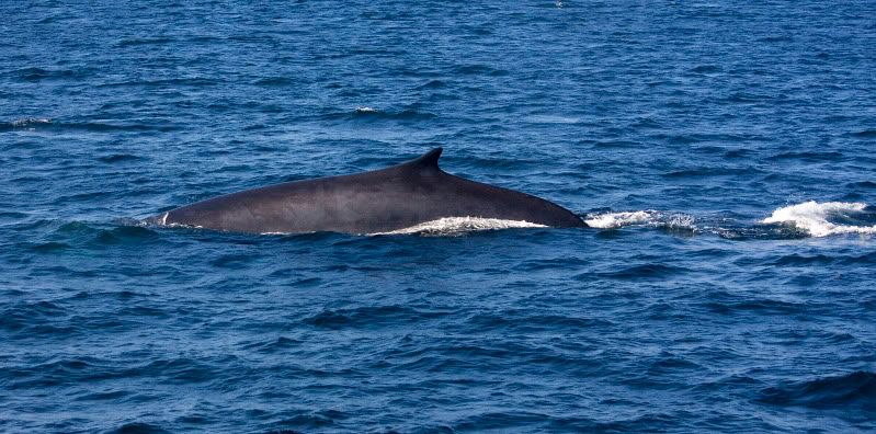 IMAGE: http://i38.photobucket.com/albums/e102/Parmcat/IMG_6559.jpg