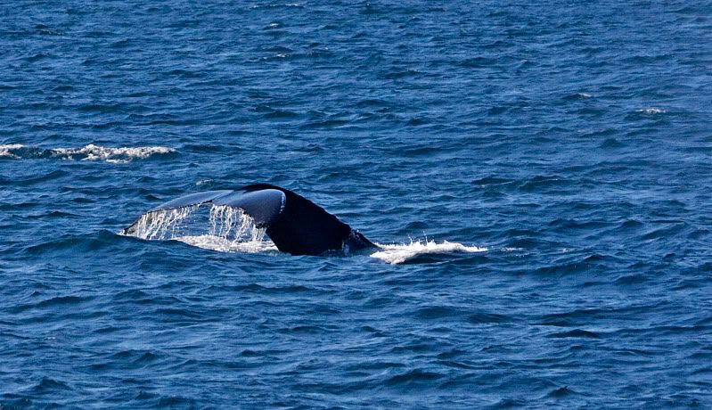 IMAGE: http://i38.photobucket.com/albums/e102/Parmcat/IMG_6566.jpg