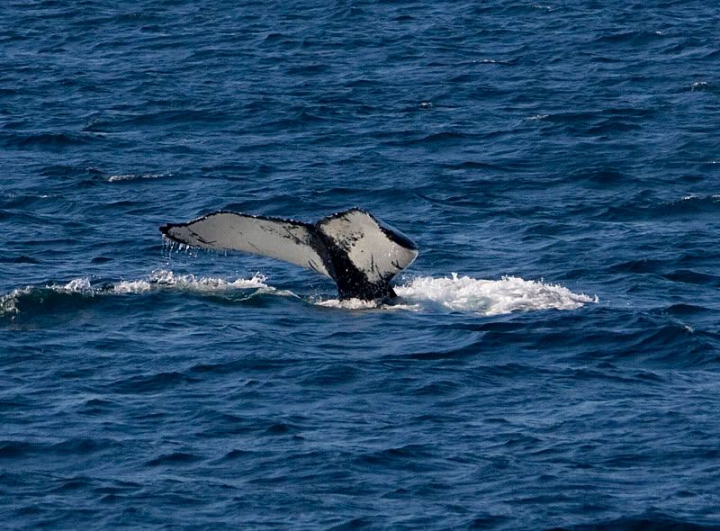 IMAGE: http://i38.photobucket.com/albums/e102/Parmcat/IMG_6568.jpg