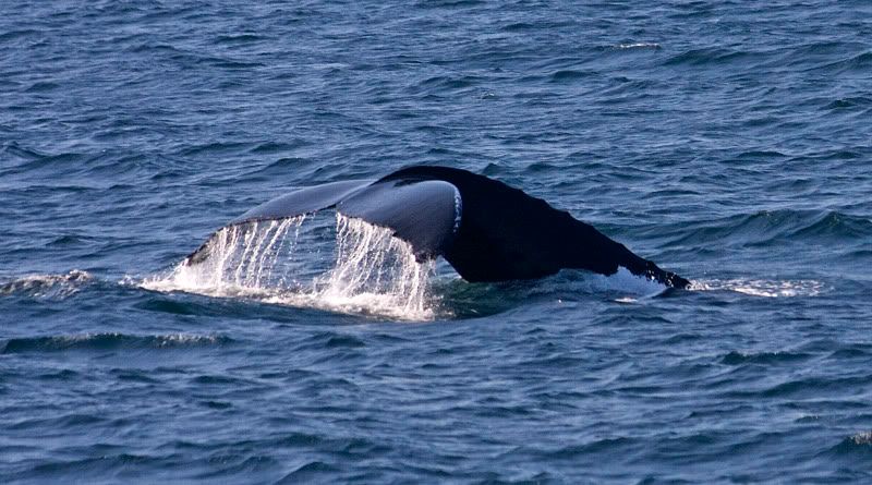 IMAGE: http://i38.photobucket.com/albums/e102/Parmcat/IMG_6570.jpg