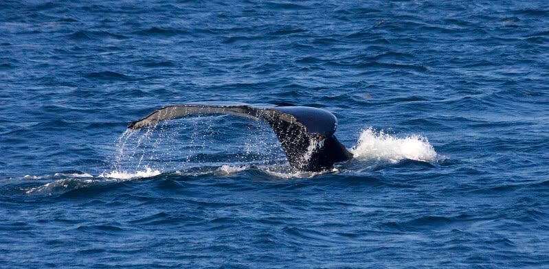 IMAGE: http://i38.photobucket.com/albums/e102/Parmcat/IMG_6580.jpg