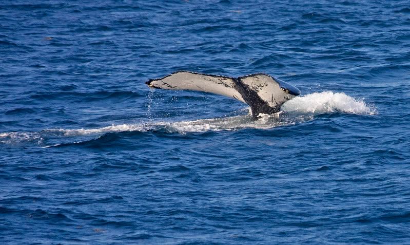 IMAGE: http://i38.photobucket.com/albums/e102/Parmcat/IMG_6581.jpg