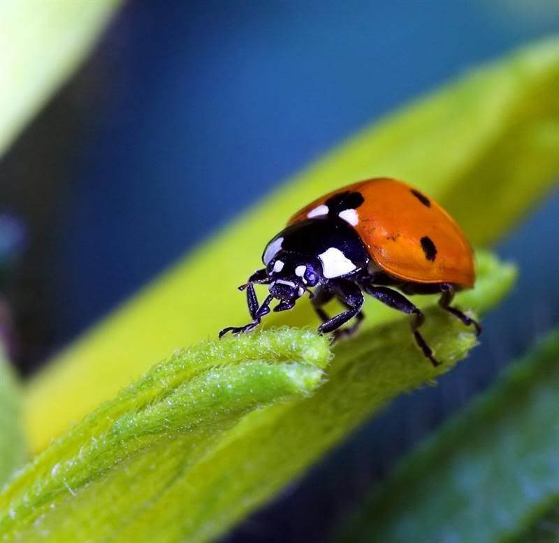 ladybug up close