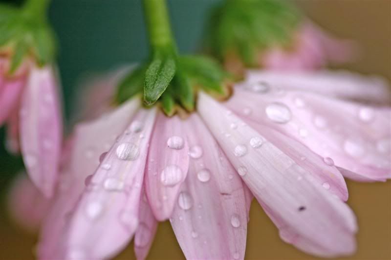 IMAGE: http://i38.photobucket.com/albums/e102/Parmcat/Macros295-fix2_filteredMedium.jpg