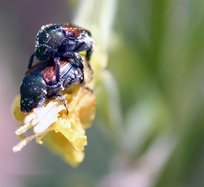 IMAGE: http://i38.photobucket.com/albums/e102/Parmcat/Macros628-croppedMedium.jpg