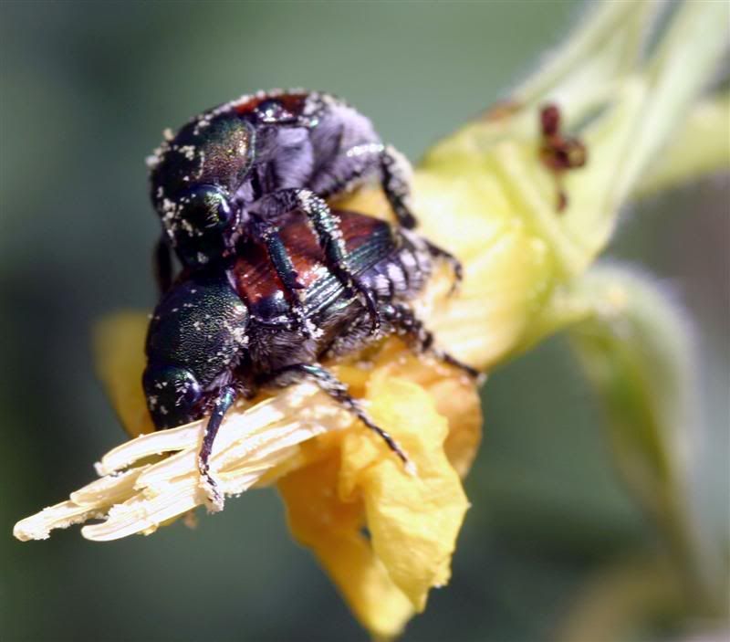 IMAGE: http://i38.photobucket.com/albums/e102/Parmcat/Macros631-croppedMedium.jpg