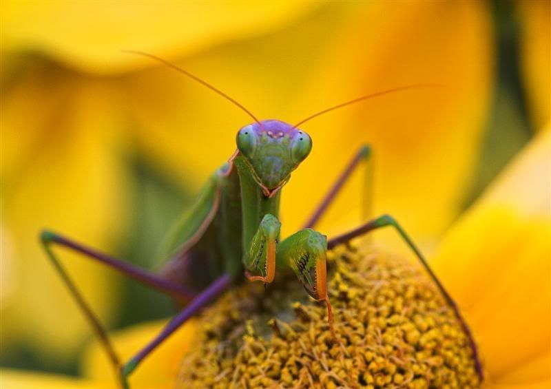 IMAGE: http://i38.photobucket.com/albums/e102/Parmcat/Mantis1Medium.jpg