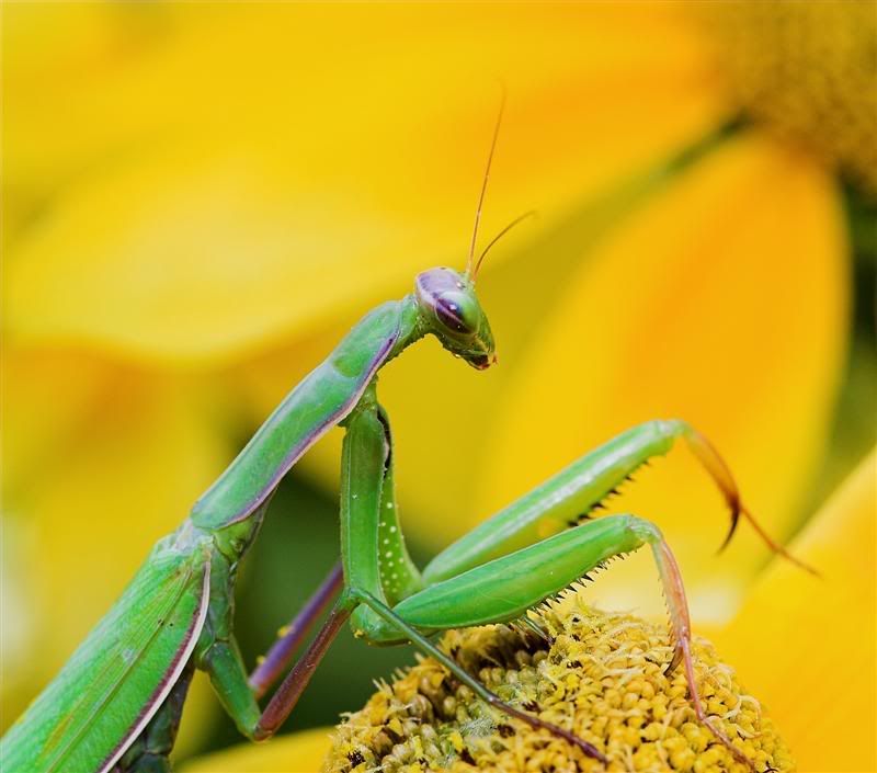 IMAGE: http://i38.photobucket.com/albums/e102/Parmcat/Mantis3Medium.jpg