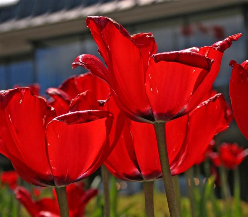 IMAGE: http://i38.photobucket.com/albums/e102/Parmcat/MoreNiagara056Medium.jpg