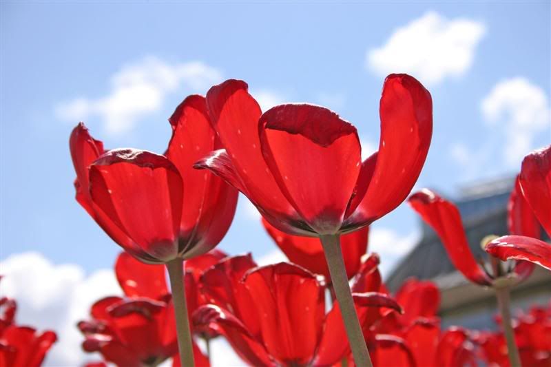 IMAGE: http://i38.photobucket.com/albums/e102/Parmcat/MoreNiagara057Medium.jpg