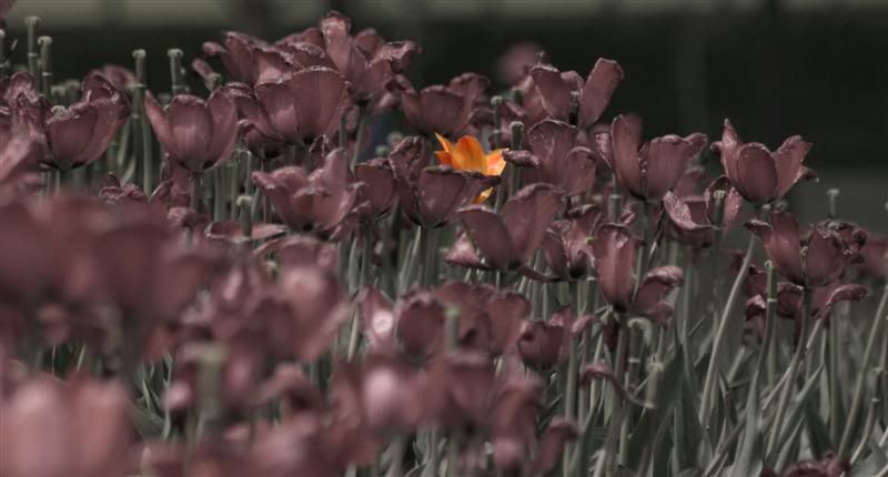 IMAGE: http://i38.photobucket.com/albums/e102/Parmcat/MoreNiagara075Medium.jpg