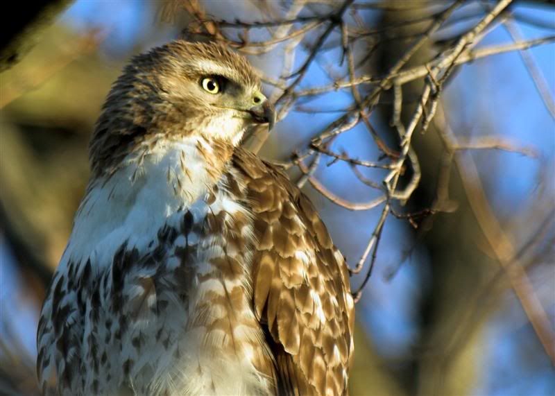 IMAGE: http://i38.photobucket.com/albums/e102/Parmcat/MorningRTH4Medium.jpg