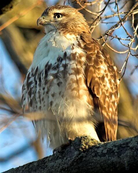 IMAGE: http://i38.photobucket.com/albums/e102/Parmcat/MorningRTH5Medium.jpg