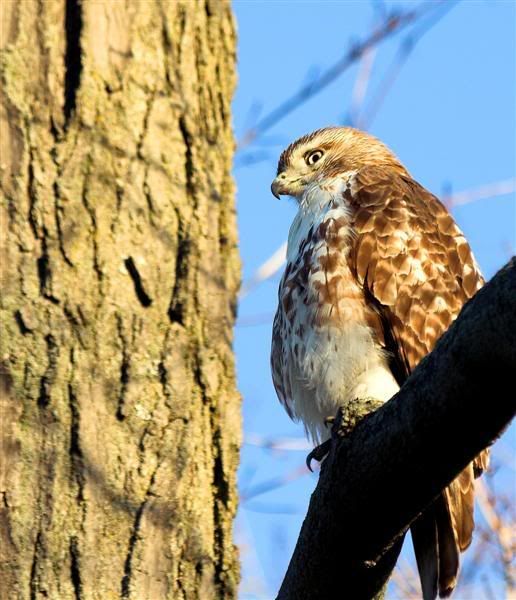 IMAGE: http://i38.photobucket.com/albums/e102/Parmcat/MorningRTH6Medium.jpg