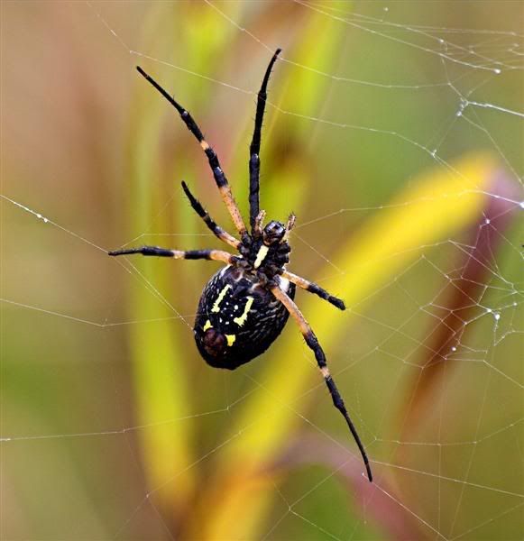 IMAGE: http://i38.photobucket.com/albums/e102/Parmcat/Spider1Medium.jpg