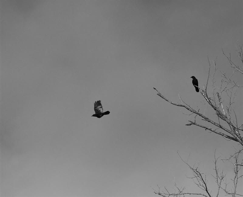 IMAGE: http://i38.photobucket.com/albums/e102/Parmcat/flyingcrow_filteredMedium.jpg