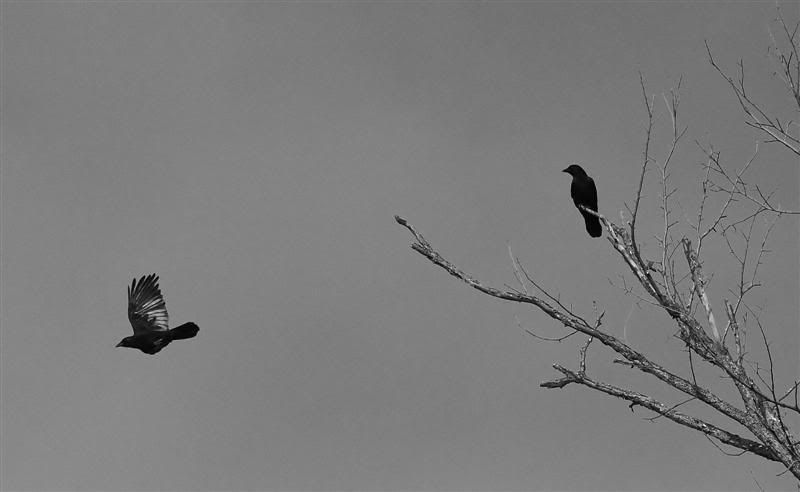 IMAGE: http://i38.photobucket.com/albums/e102/Parmcat/flyingcrow_filteredcrop1Medium.jpg