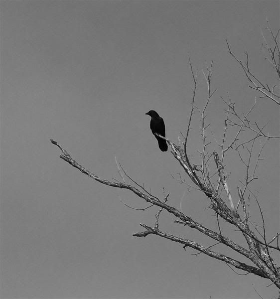 IMAGE: http://i38.photobucket.com/albums/e102/Parmcat/flyingcrow_filteredcrop2Medium.jpg