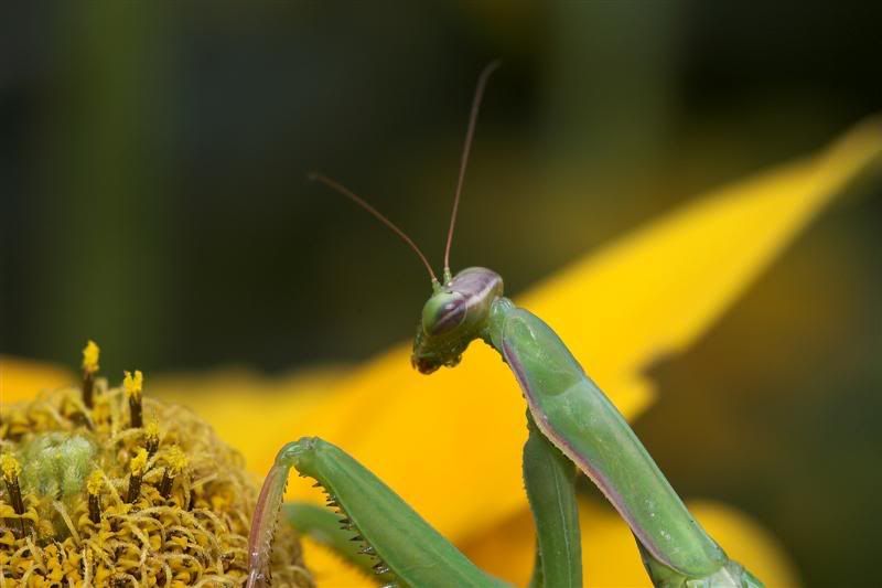 IMAGE: http://i38.photobucket.com/albums/e102/Parmcat/mantis2Medium.jpg