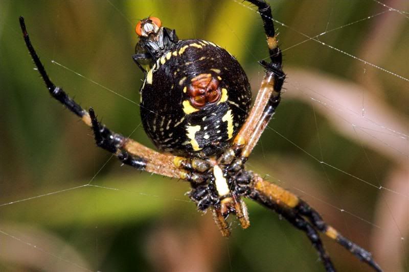 IMAGE: http://i38.photobucket.com/albums/e102/Parmcat/spider3Medium.jpg