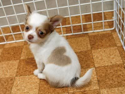 cute chihuahua puppies pictures. Cute Chihuahua Puppies