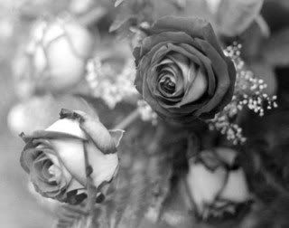 black and white roses Pictures, Images and Photos