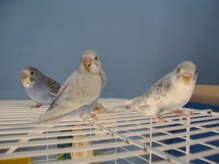 IMG_4529.jpg
