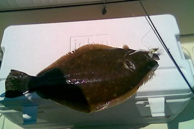 fluke-7.jpg