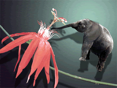 Flying elephant