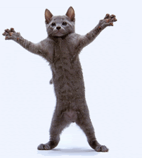 Dancing kitten