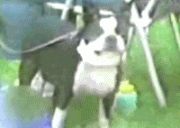 Happy dog