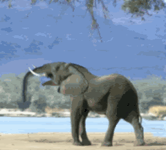 Suicidal elephant