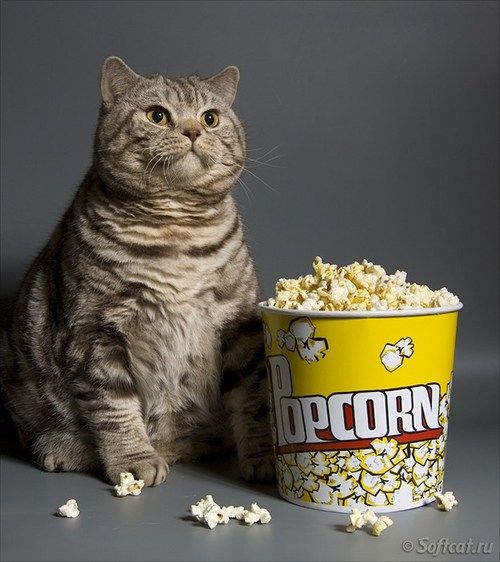 popcorncat_zpsbfd1e0fb.jpg