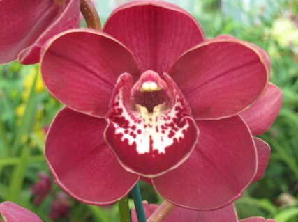 Cym. Radiant Vulcan 'Eaglewood' Cym. Radiant Vulcan 'Eaglewood'
