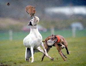 irishCoursing.jpg